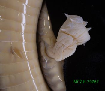 Media type: image;   Herpetology R-79767 Description: Specimen photo;  Aspect: hemipene